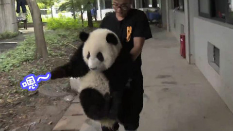 一只能听懂四川话的国宝,成精了